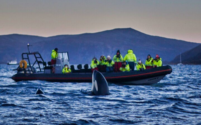 Whale Watching in Tromsø