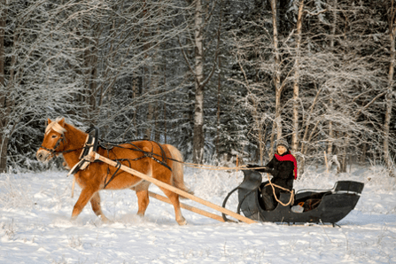 sleigh-ride-norway
