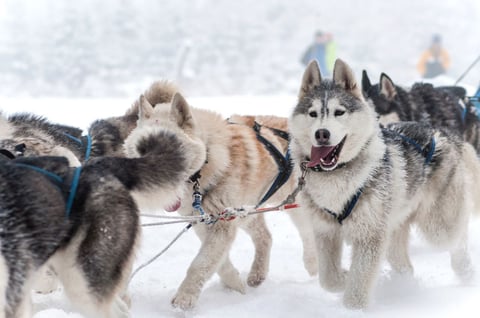 Huskies racing through the snow in Husavik, iceland