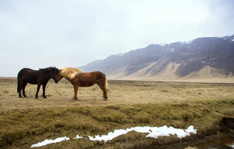 horses