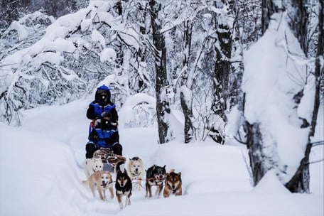 dog_sledding_in_tromso_norway