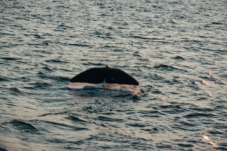 andenes_whales
