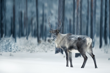 deer_winter