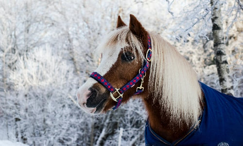 finnish_horse