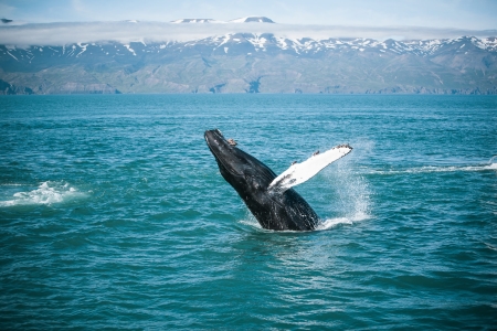 husavik_whale