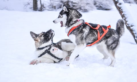 huskies_playing