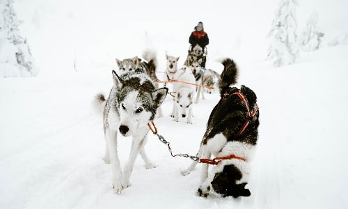 huskies_run_in_iceland