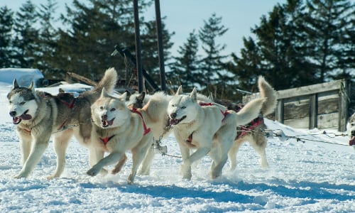 huskies_running_in_winter