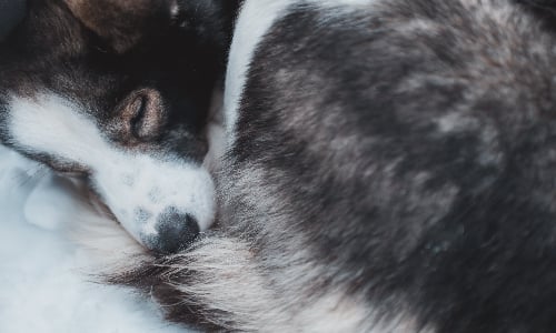 asleeping_husky_in_snow