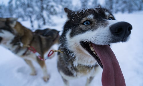 husky_lapland