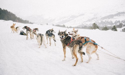 husky_pack_in_finland