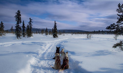 husky_sit_and_wait_to_go_running