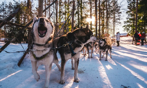 husky_yawns_to_run