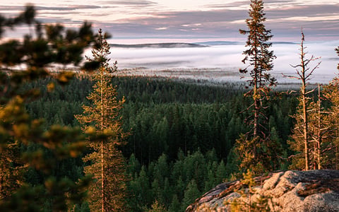 capture_lapland_pineforest_landscapes