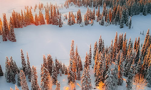 lappish_winter_forest