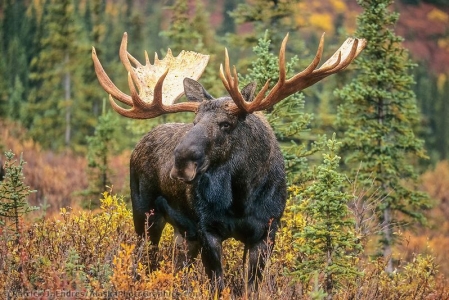 moose_safari
