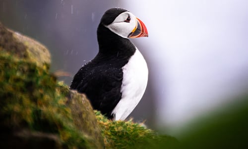 puffin_iceland