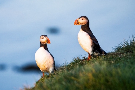 puffins_whales