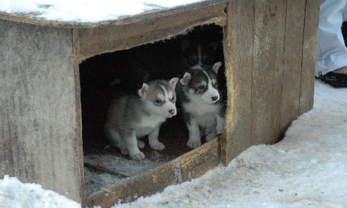 husky_puppies_training_early