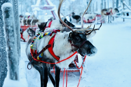 reindeer_lapland