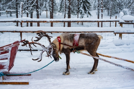 reindeer_sled