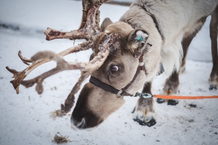 reindeer_snow-1