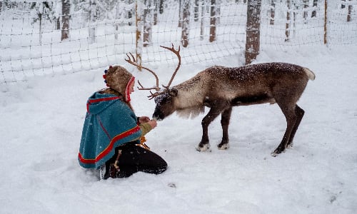 sami_reindeer