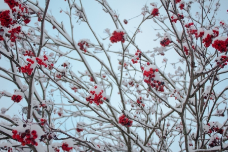 winter_berries