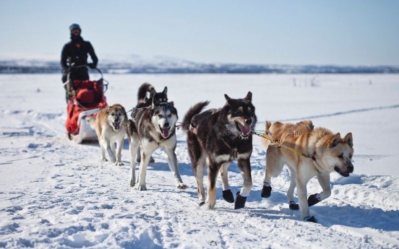 Top 10 Destinations To Go Dog Sledding In The Nordics